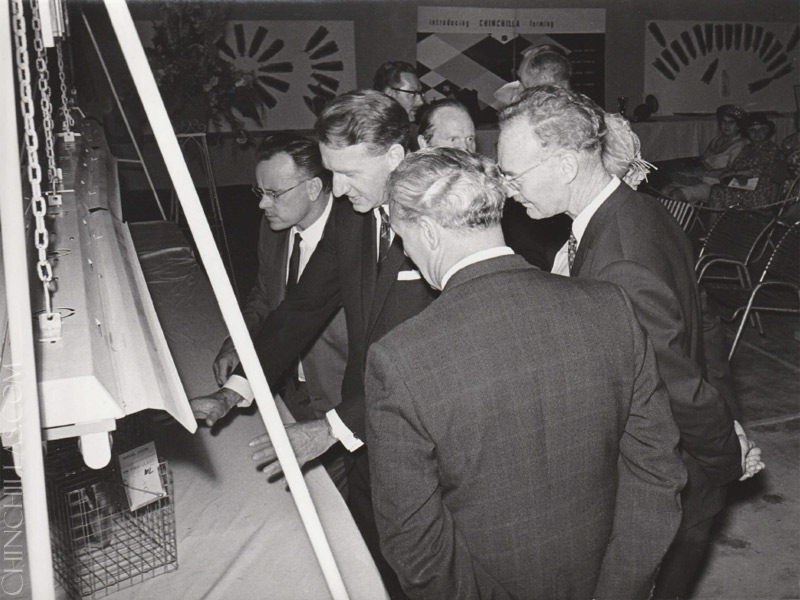 violet chinchilla Gillingham Rhodesia Africa Chinchilla Breeders Association Ian Smith